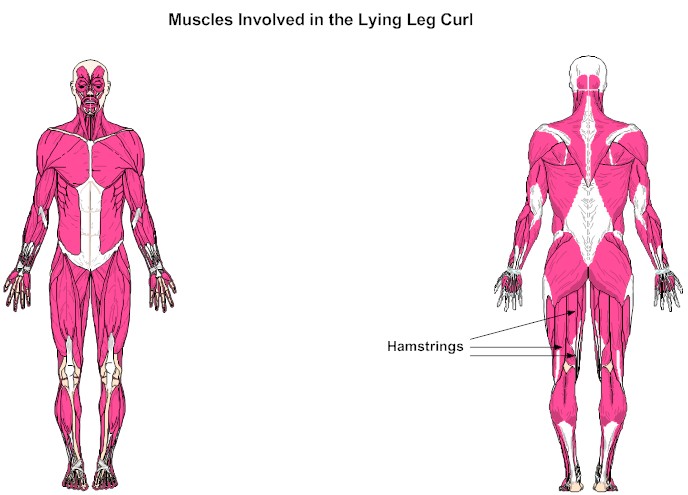 Muscles Involved in the Lying Leg Curl